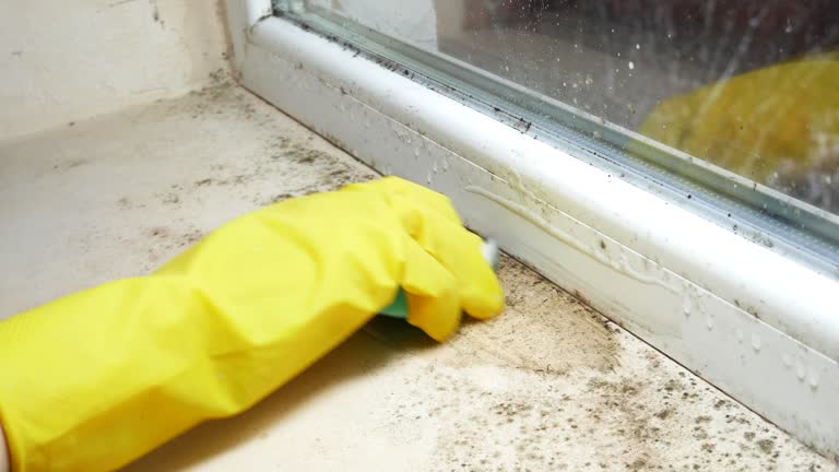 Why You Should Choose Our Mold Remediation Services in Blacksburg, SC